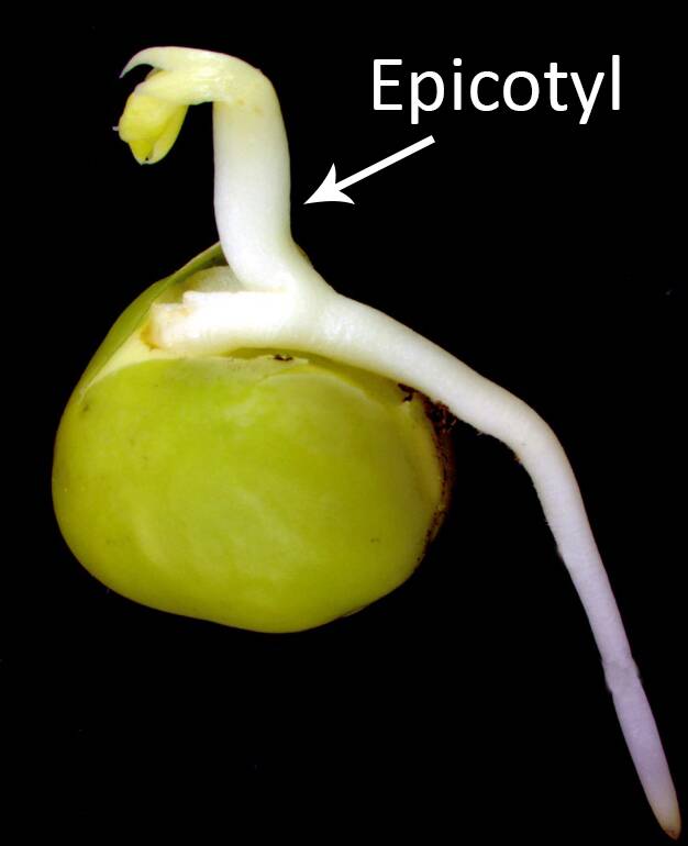 Photo of a seedling with the epicotyl identified.