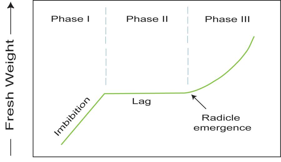 Chart showing increases of weight by seeds during the three phases of germination as described by the previous paragraphs.