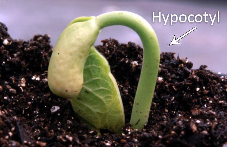 Photo of a a seedling first emerging from ground with hypocotyl identified.