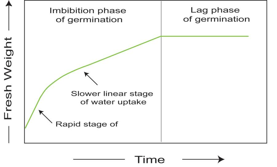 Graph showing seed fresh weight increase over time as it absorbs water. Imbibation and Lag phases of germination identified. Within Imbibation phase, the rapid stage of water uptake, and the slower linear stage are identified.