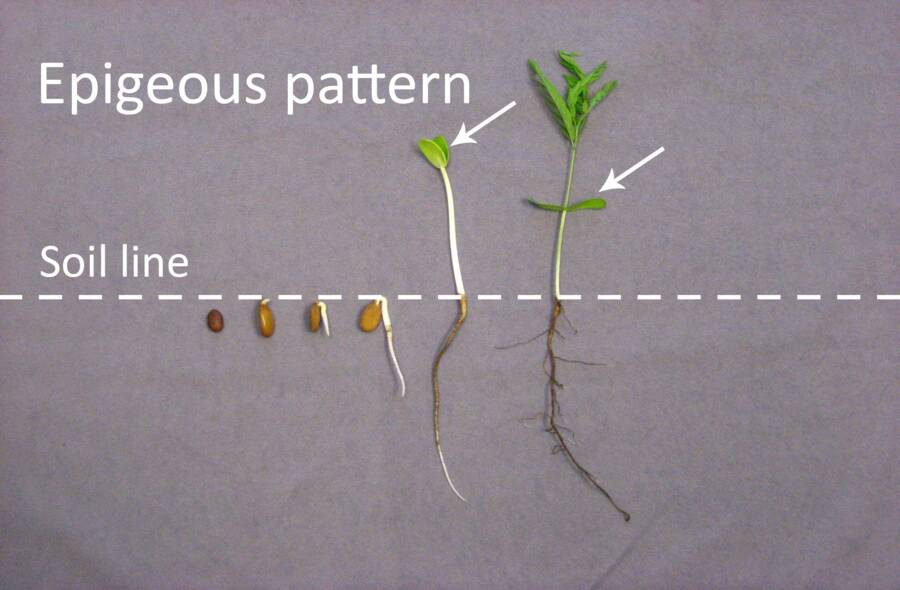 Photo showing a time lapse example of epigeous pattern germination, with the cotyledons raised above the soil line.