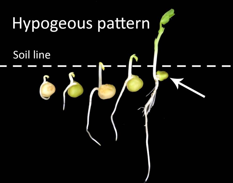 Photo showing a time lapse example of hypogeous germination, with the cotyledon shown below the soil line.