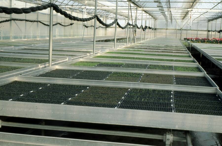Photo of seedling plug production in a large greenhouse environment.