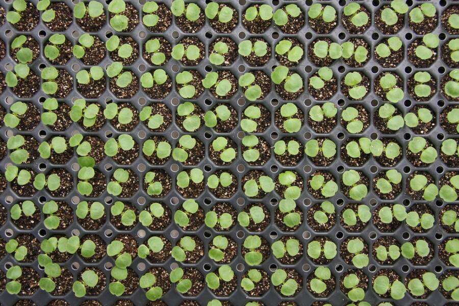 Photo looking down on a plug flat of growing seedlings.