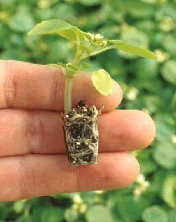 Photo of a plug seedling removed from tray to show emerging leaves and root system.