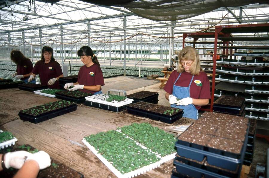 Photo of workers transplanting plants into containers inside a greenhouse.