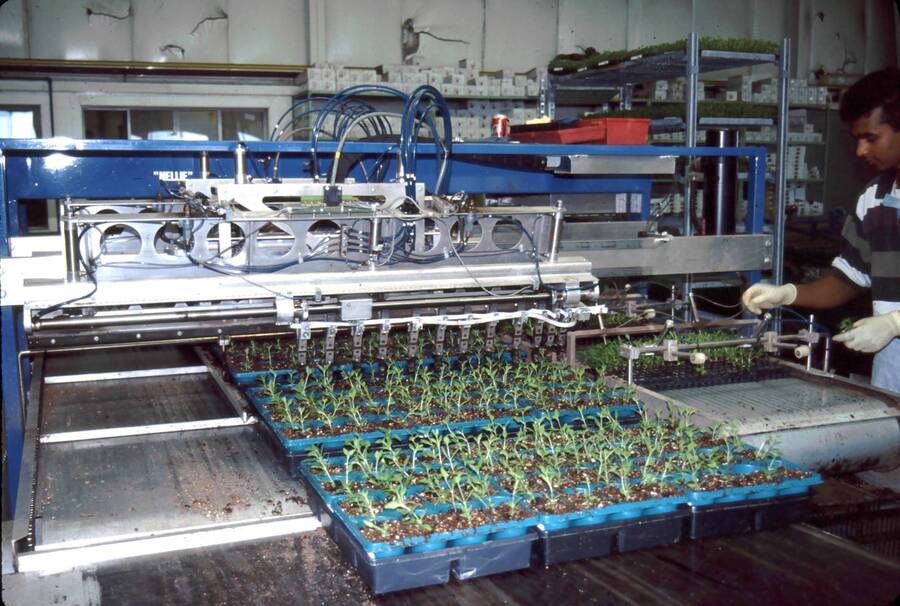 Photo of machine for transplanting plugs.