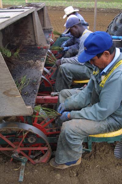 Photo showing three workers riding on a transplanter, and inserting seedlings into the cones.
