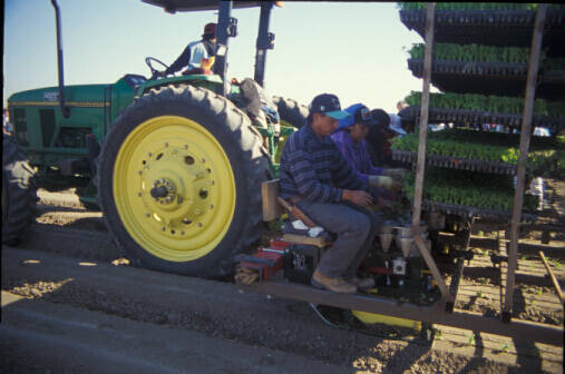 Detail photo of workers moving transplants from flats into cones.