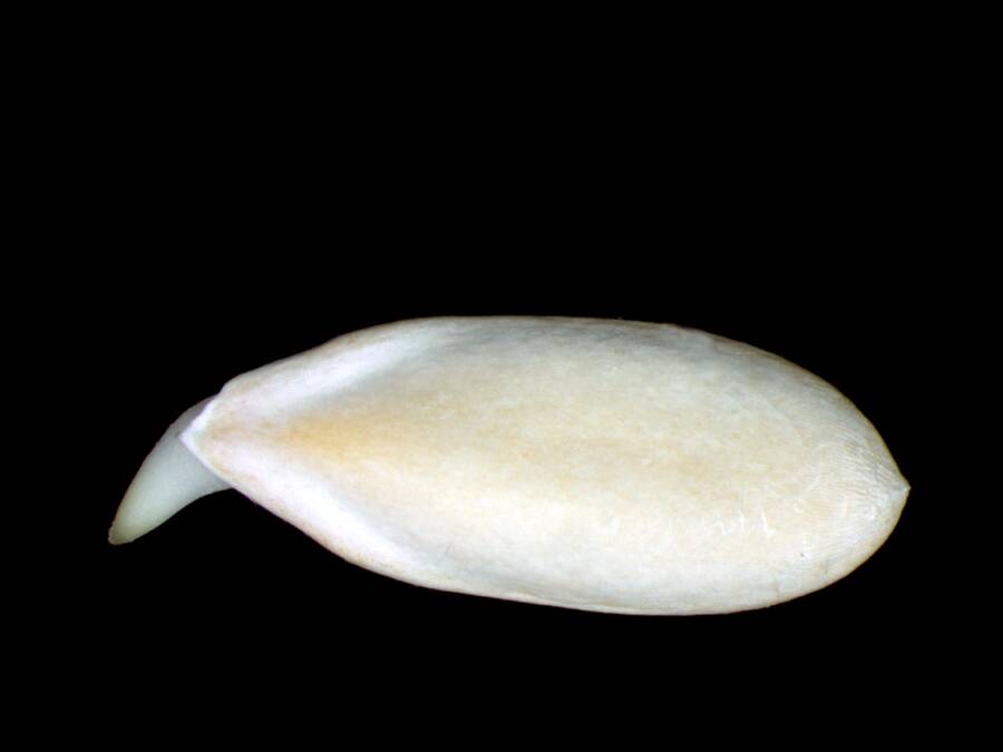 Photo of cucumber seed.