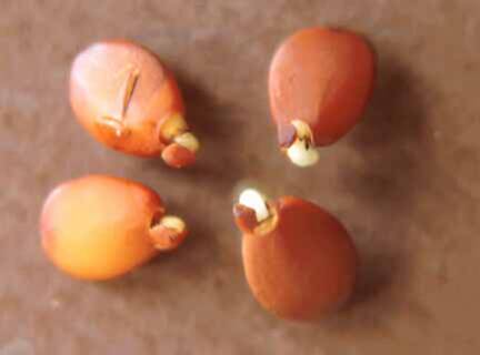 Photo of eastern redbud (Cercis canadensis) seeds showing signs of germination.