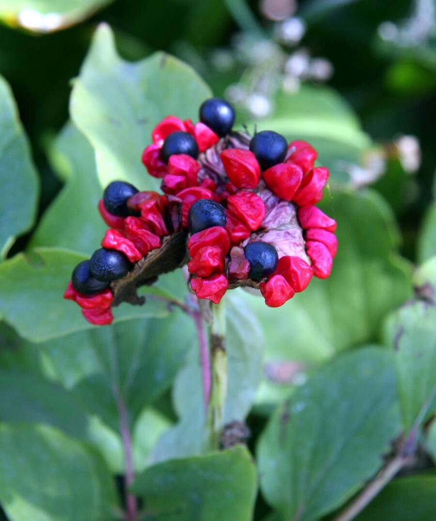 Photo of peony seeds.