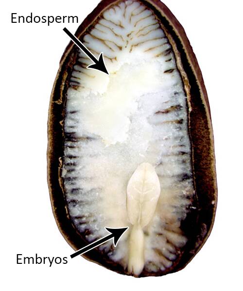 Photo of a pawpaw (Asimina) seed cross section, with the endosperm and embryos identified.