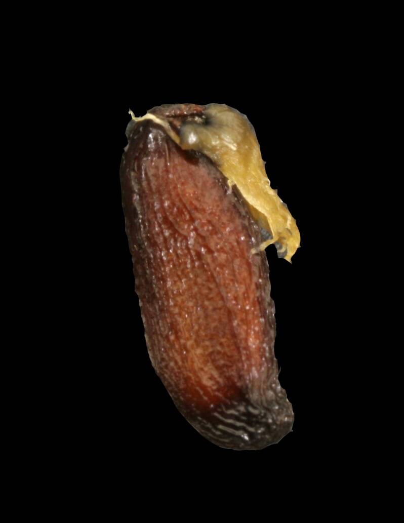 Photo showing a twinleaf (Jeffersonia) seed.