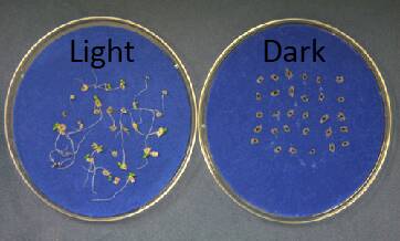 Photo showing Empress tree (Paulownia) seeds, comparing the level of germination between those exposed to light vs those left in darkness. Those exposed to light show much greater signs of germination.