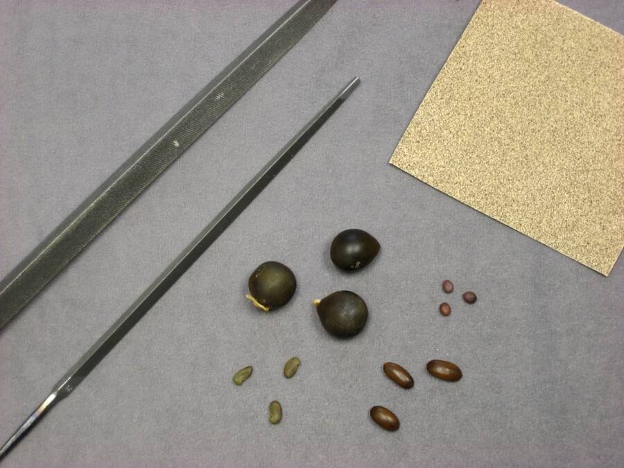 Phot showing several types of seeds, along with files and sandpaper used for scarification.