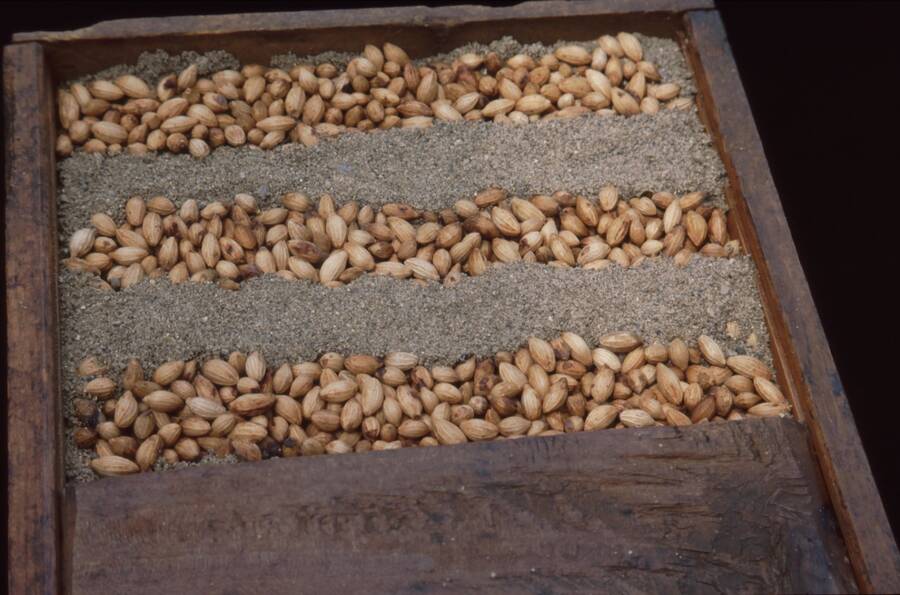 Photo of a bin with alternating layers of seeds and sand.