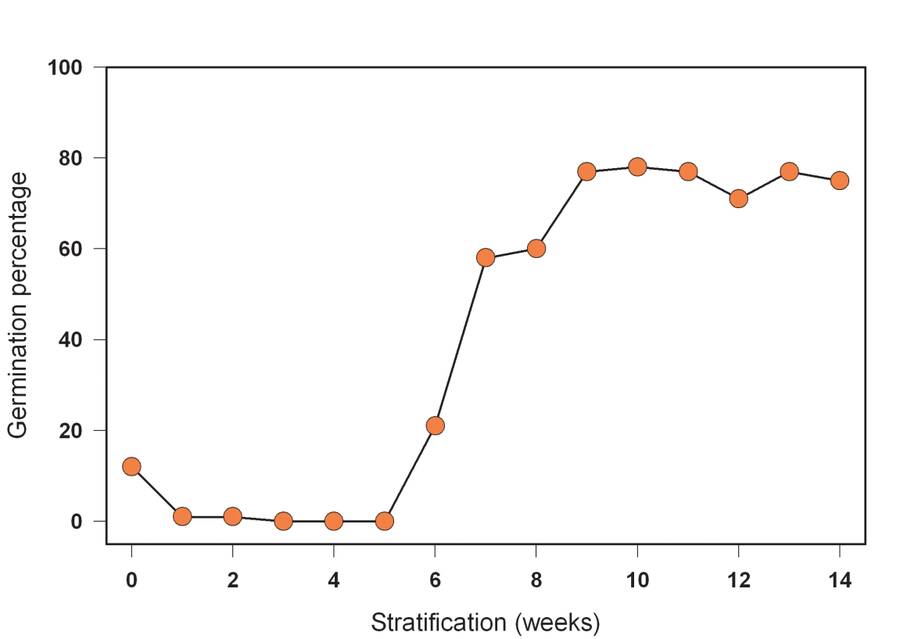 Chart showing the relationship between germination percentage and number of weeks of stratification. The percentage is virtually 0% until the 5th week, then rises steadily till week 9, when the percentage levels off at around 80%.