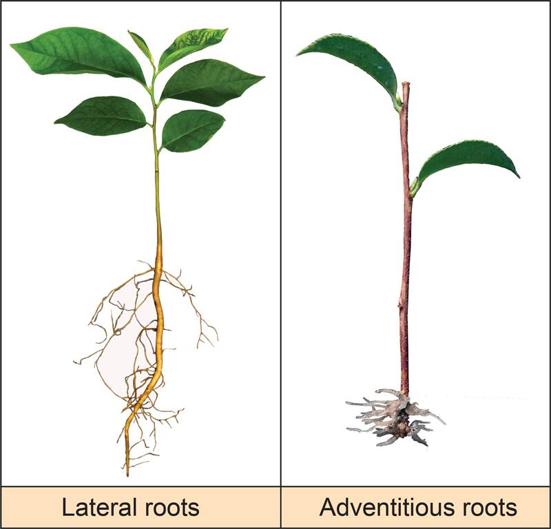 Picture of pawpaw seedling and camellia stem cutting next to each other showing differences between roots.