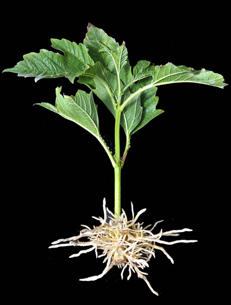 A rooted viburnum stem cutting.