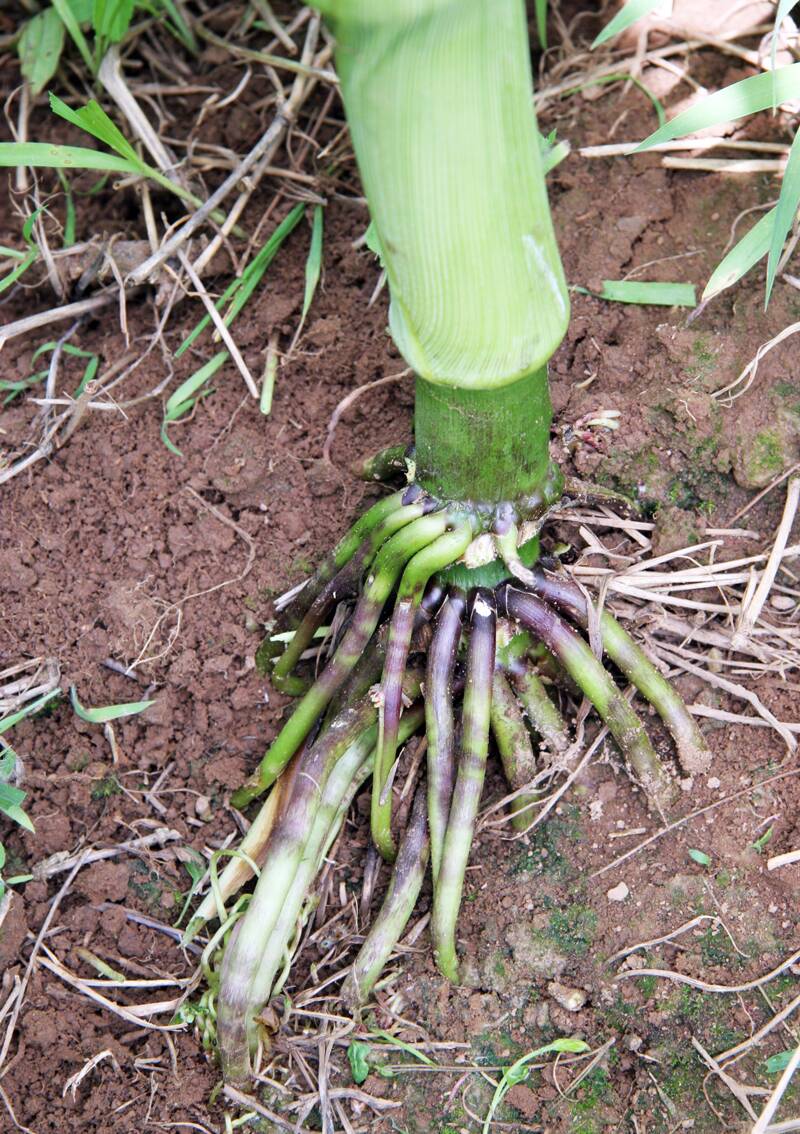 Photo of brace roots in corn.