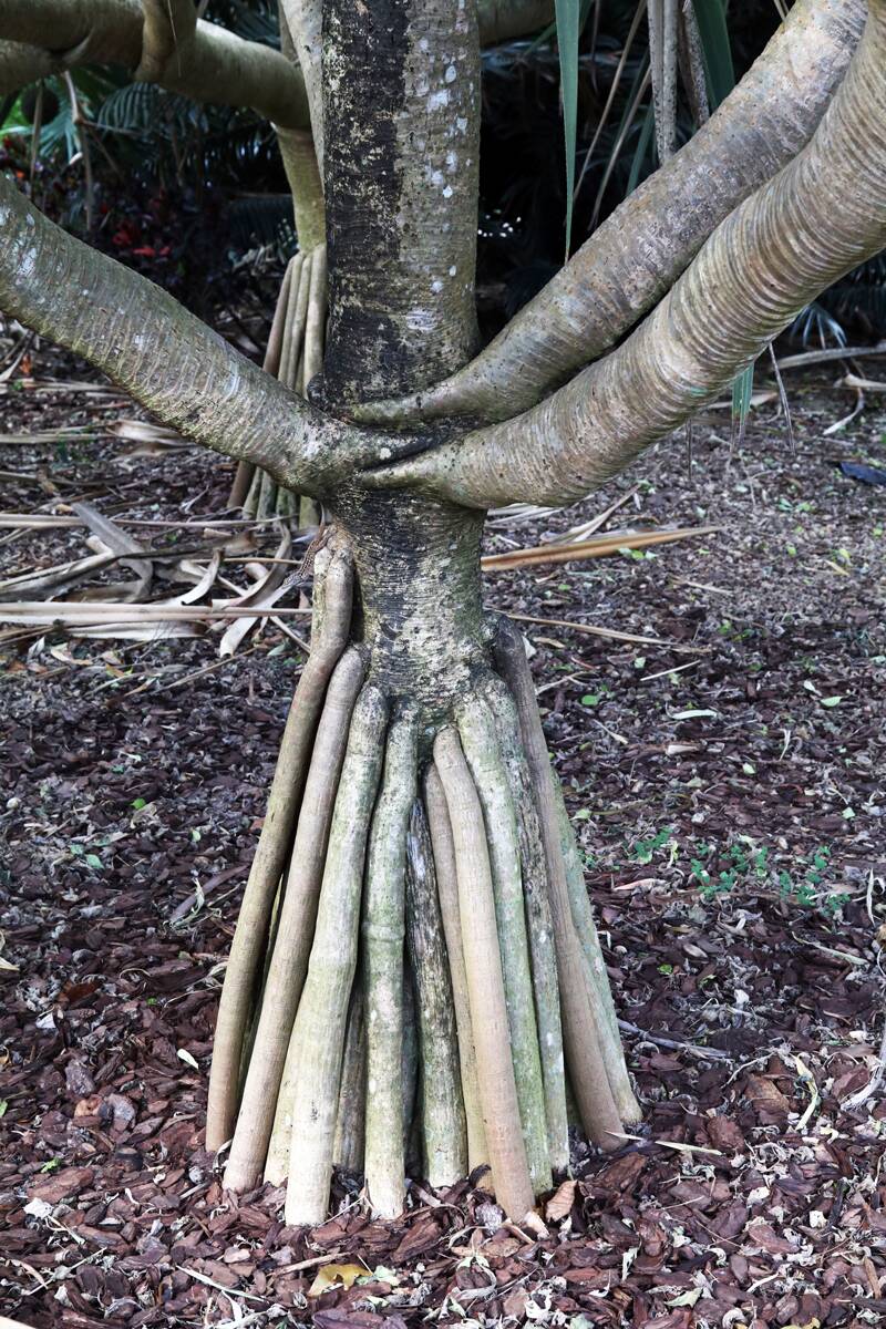 Advantitious root support system on a screw pine.