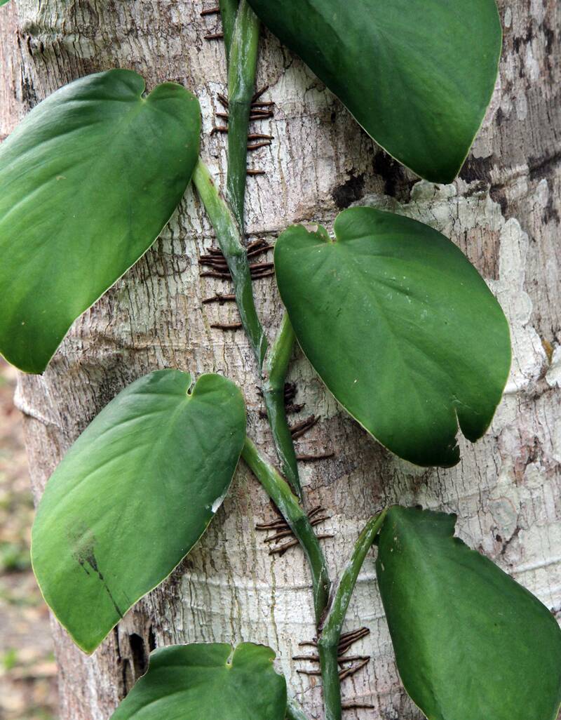 Adventitious roots attaching a climbing philodendron vine to a tree.