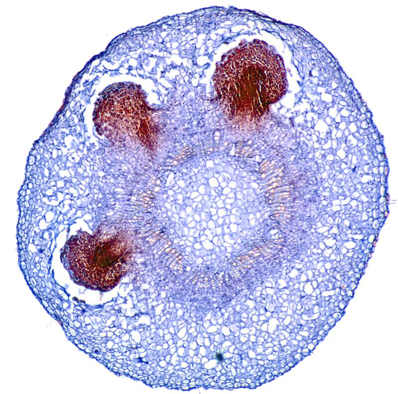 Stem cross-section in poplar showing developing adventitious roots.