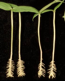Photo of mung bean cuttings showing the development of roots.