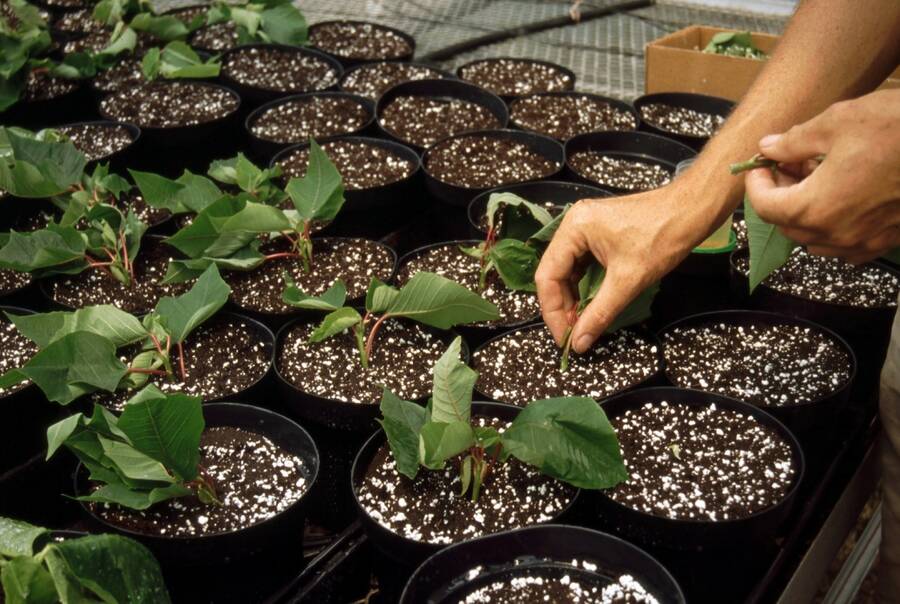 Photo of a worker sticking cuttings into finishing-sized containers.