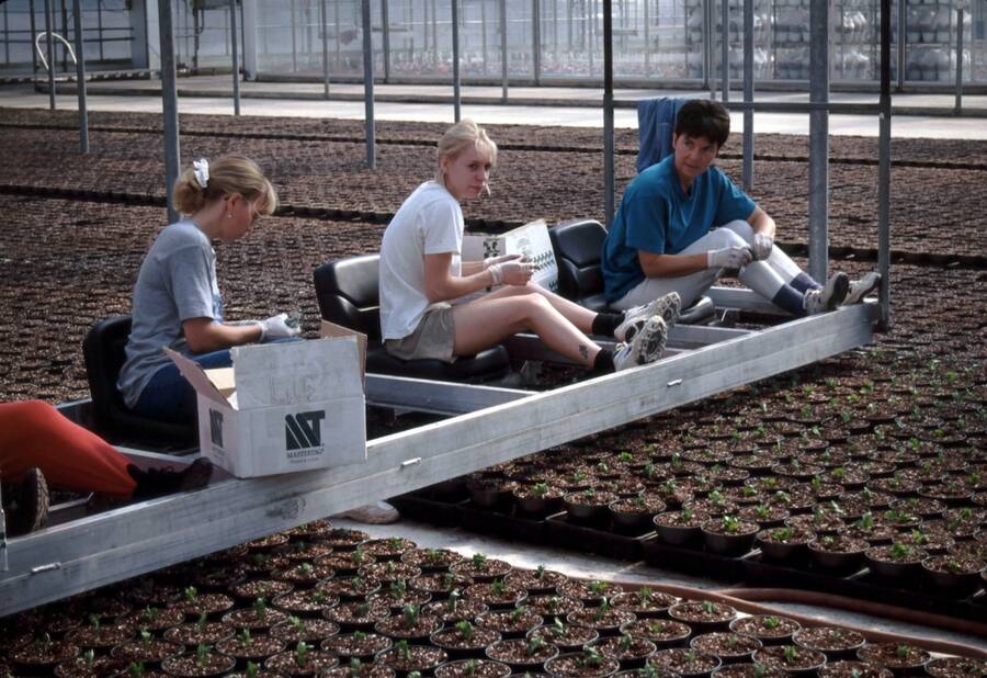 Photo of workers on a platform suspended over containers, and placing cuttings into the containers.