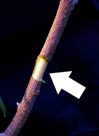 Photo of a girdled stem.