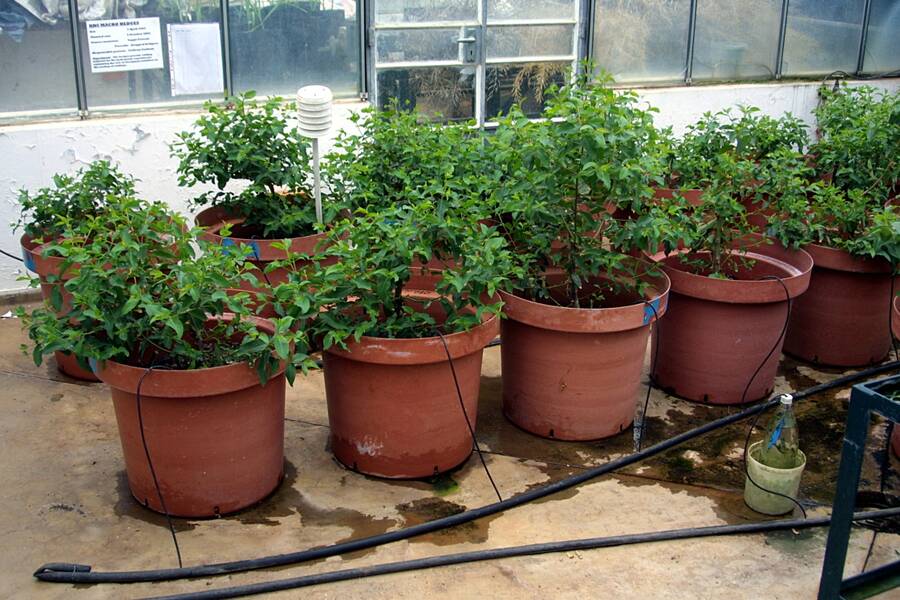 Photo of hedged Eucalyptus stock plants in containers.