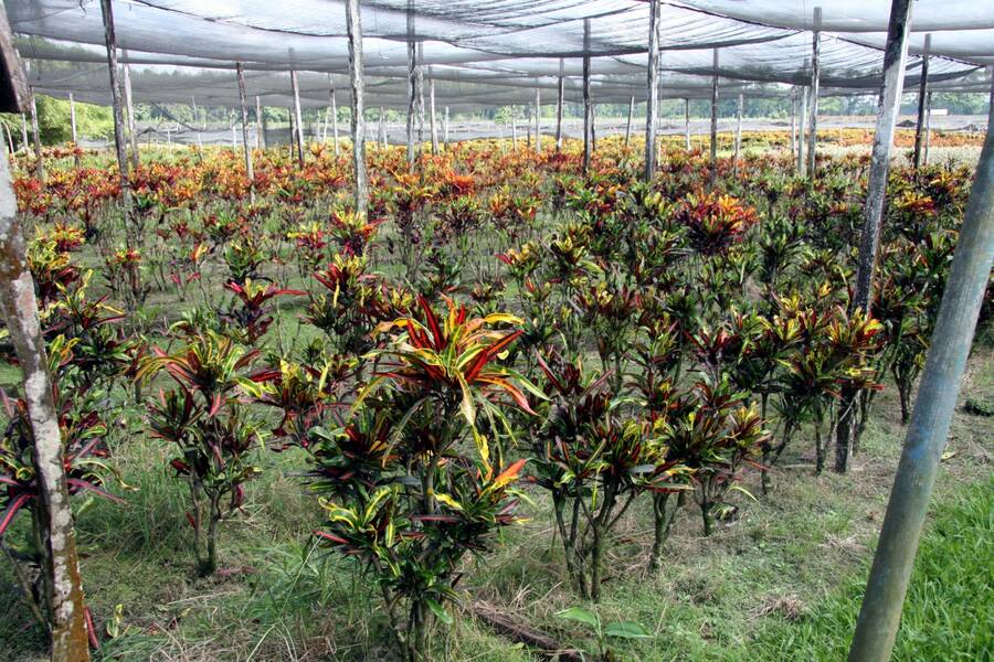 Photo of hedged Croton stock plants.