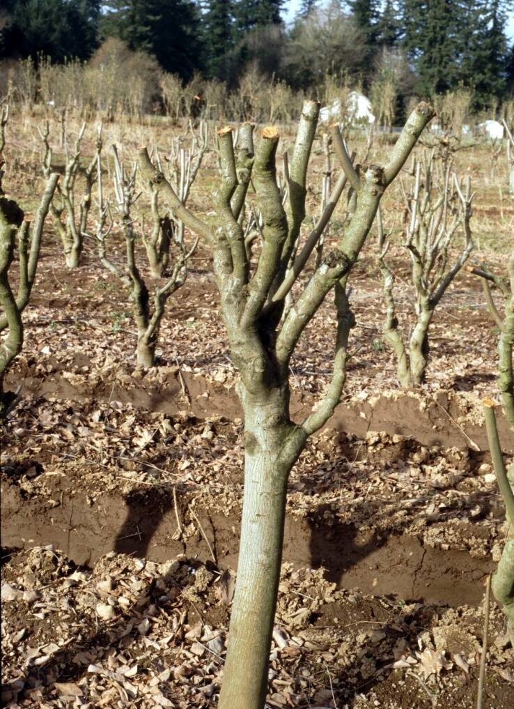 Photo showing plants which have recieved hard pruning, with the branches severely cut back nearly to the trunk.