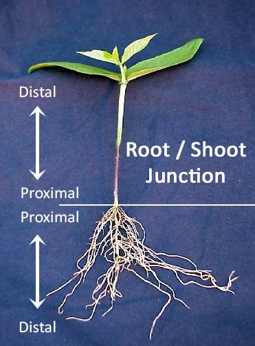 Photo of a seedling which identified the root/shoot junction spliting the plant in half with the top half being the stem with leaves forming, while the bottom half forms the roots. The tips of the leaves and the roots are both identified as distal, while where they join together is identified as proximal.