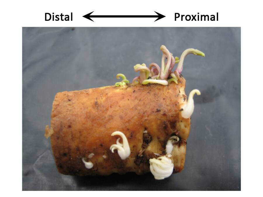 Photograph showing a sideways cutting of horseradish, with the distal end on the left and the proximal on the right. The proximal end has roots beginning to form on it.