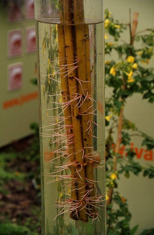 Photo of cuttings in a growing solution, with roots beginning to develop.