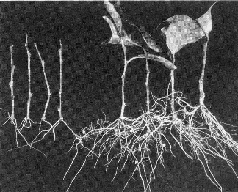 Photo of orange cuttings showing root development of those with leaves vs those without.
