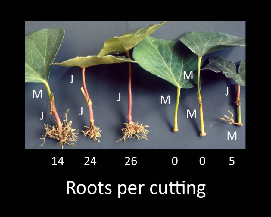 Photo showing various pairings of juvenile and mature leaf and root cuttings. Those with juvenile elements produce more roots.