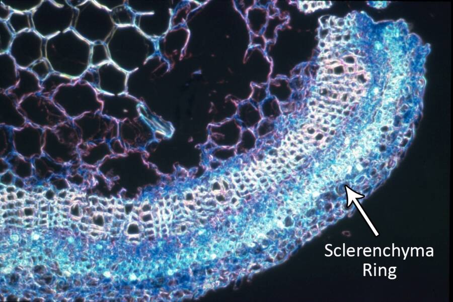 Micrograph showing a stem cross-section with sclerenchyma ring identified.