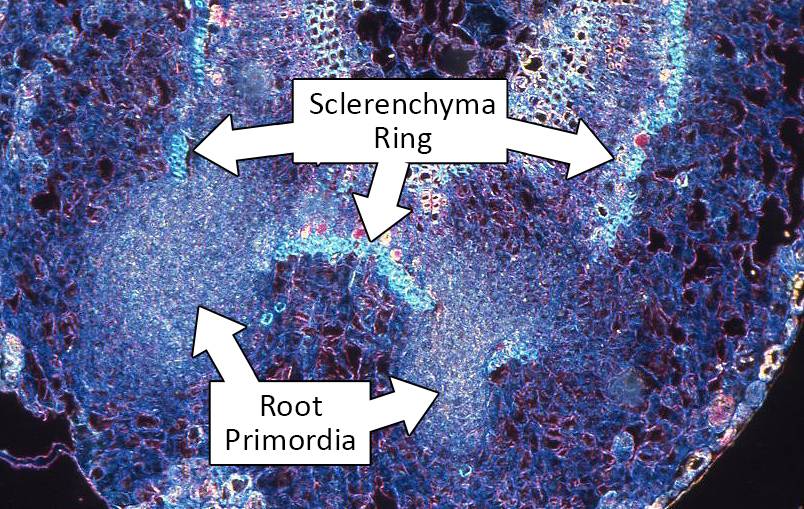 Micrograph of cutting with sclerenchyma and root primordia identified.