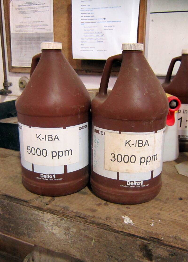 Photos of jugs in which K-IBA is prepared in a water solution for spray applications.