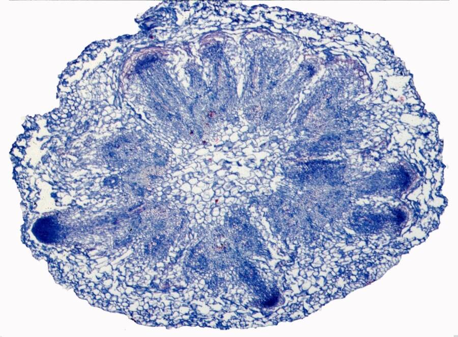 Micrograph of a cross section of a plant stem in which adventitious root formation is happening.