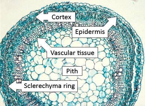 Micrograph showing the cross sectional stem anatomy of a cutting with cortex, epidermis, vascular tissue, pith, and sclerechyma ring identifed.