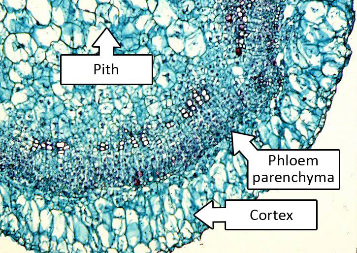 Micrograph of a cutting, with pith, phloem parenchyma, and cortex identified.