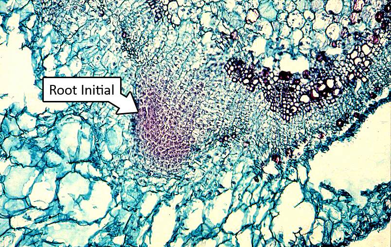 Micrograph with root initial identified.