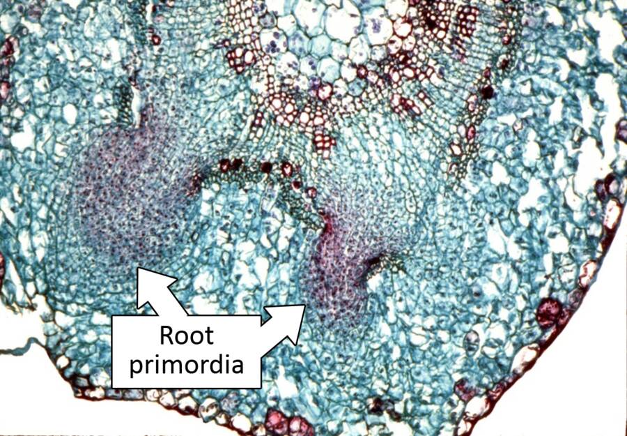 Micrograph with root primordia identified.