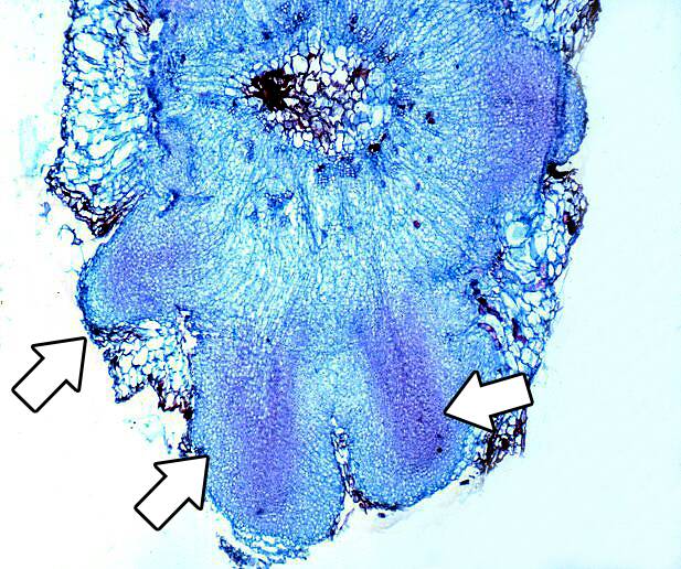 Micrograph with adventitious roots beginning to emerge identified.