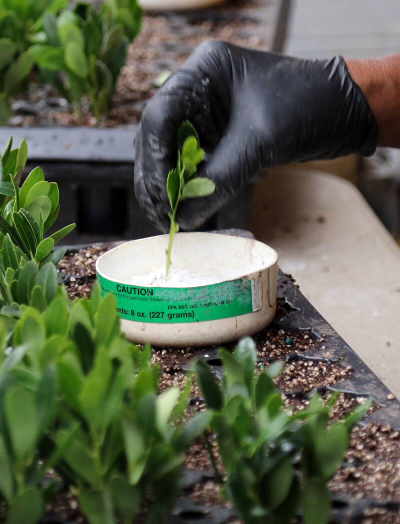 Boxwood cutting treated with an auxin talc preparation.